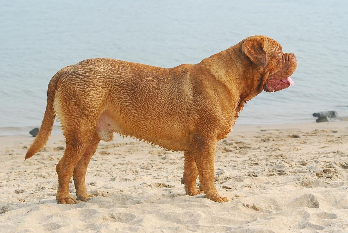 Dogue de bordeaux