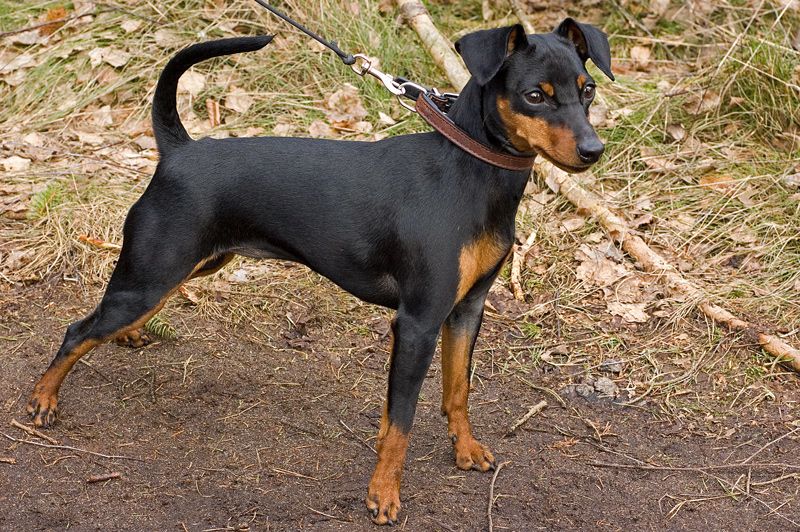 Dvärgpinscher