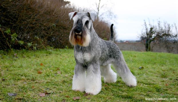 Dvärgschnauzer