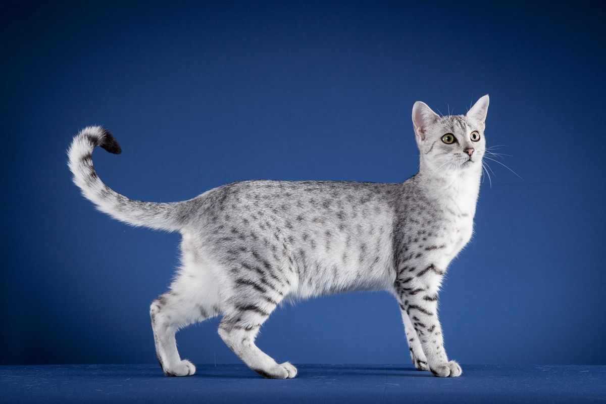 Egyptisk mau