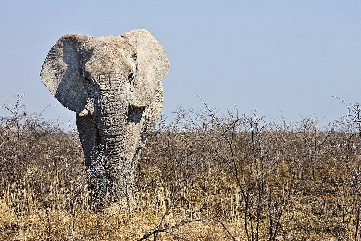 Elefant