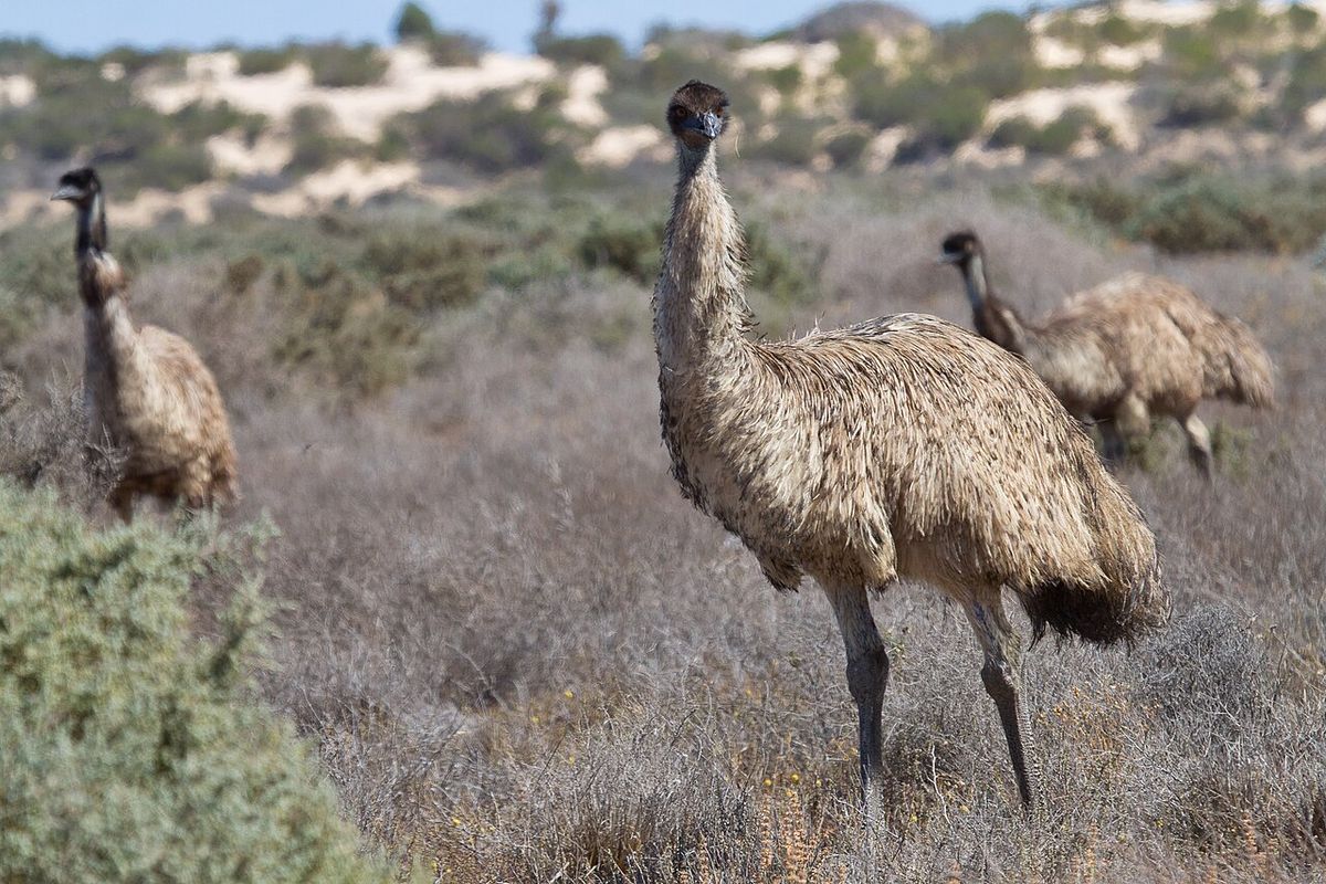 Emu