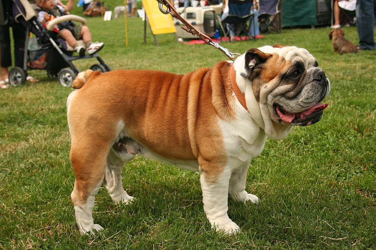 Engelsk bulldogg