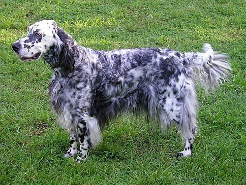 Engelsk setter