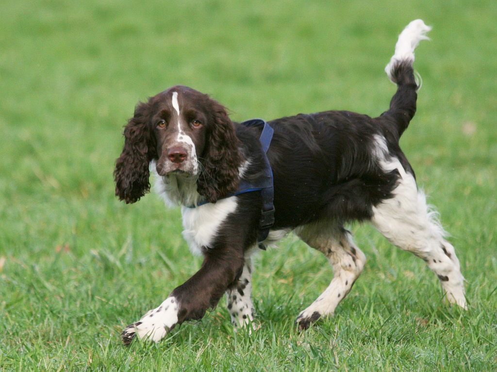 Engelsk springer spaniel
