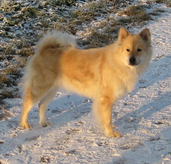 Eurasier (hundras)