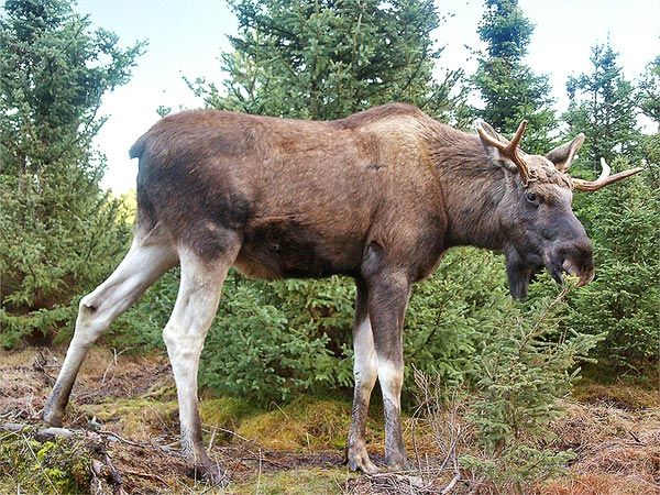 Europeisk älg