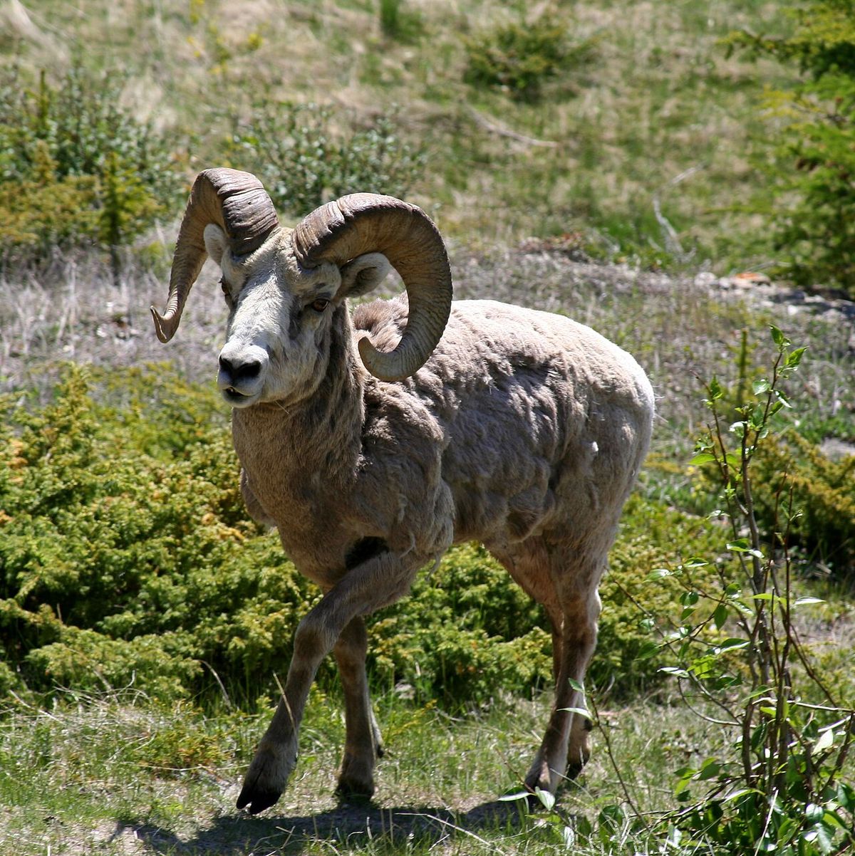 Får