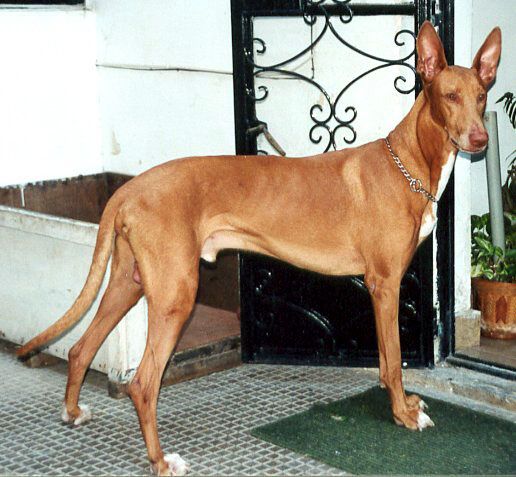 Faraohund