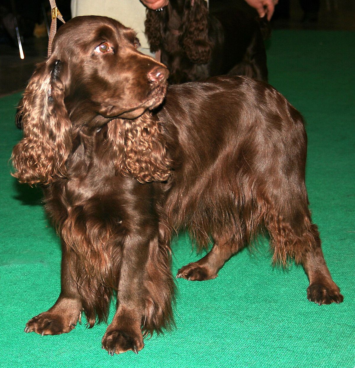 Field spaniel