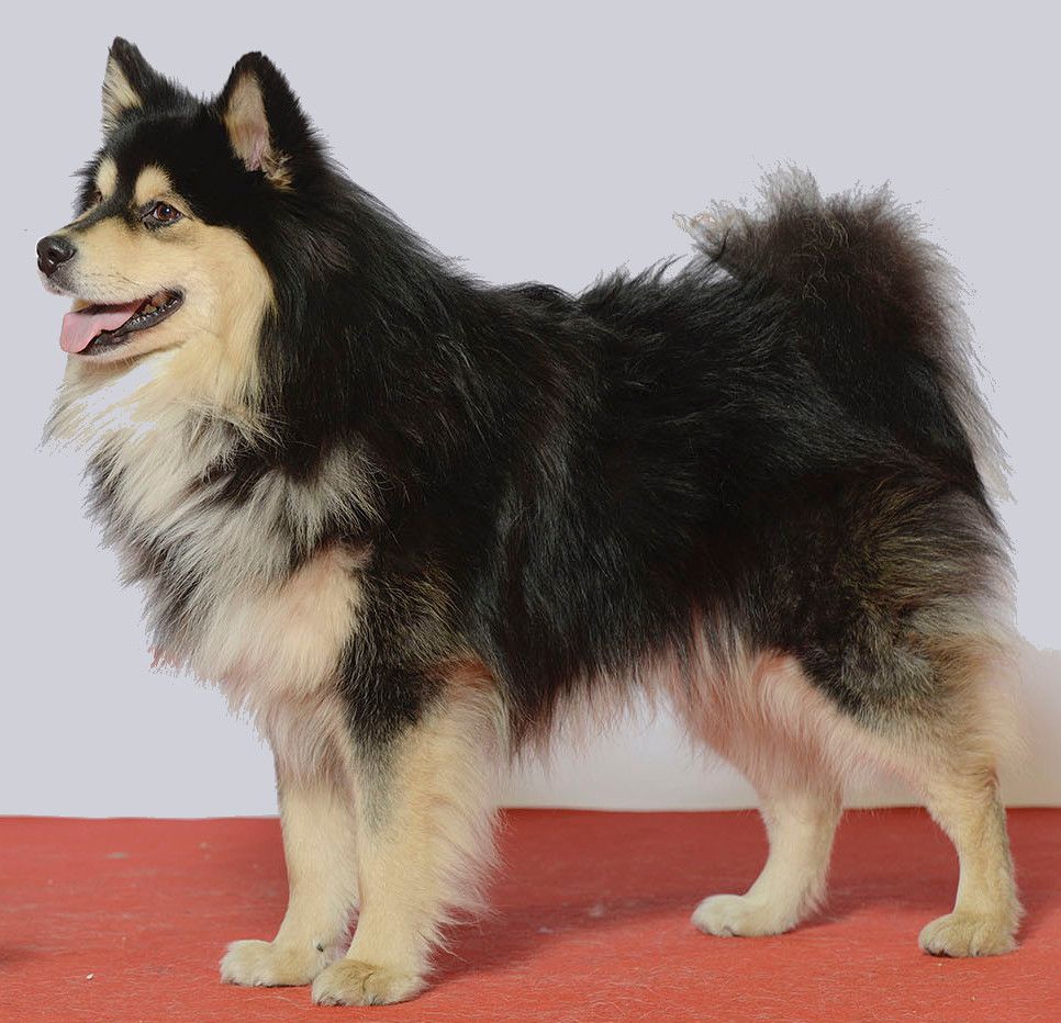 Finsk lapphund