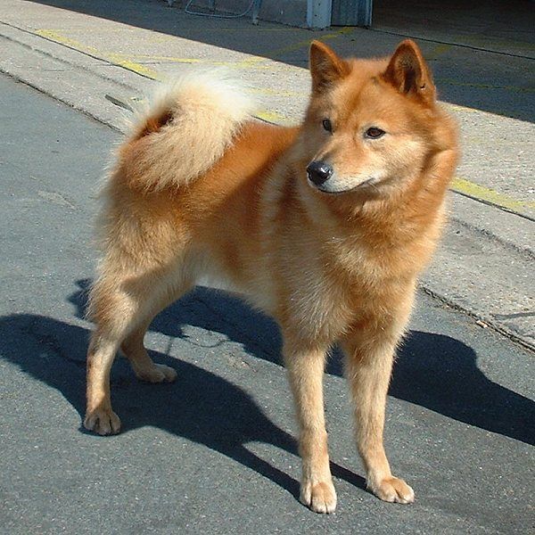 Finsk spets