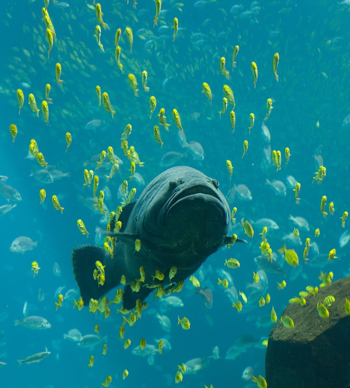 Fiskar