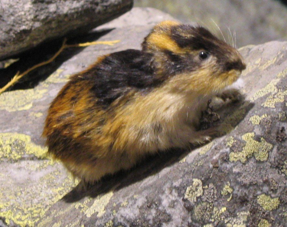 Fjällämmel