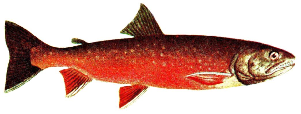 Fjällröding