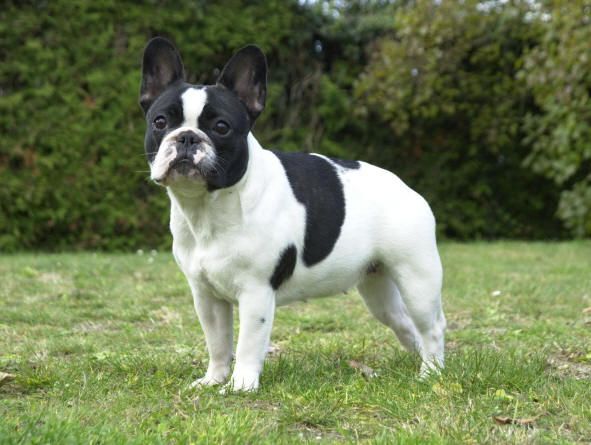 Fransk bulldogg