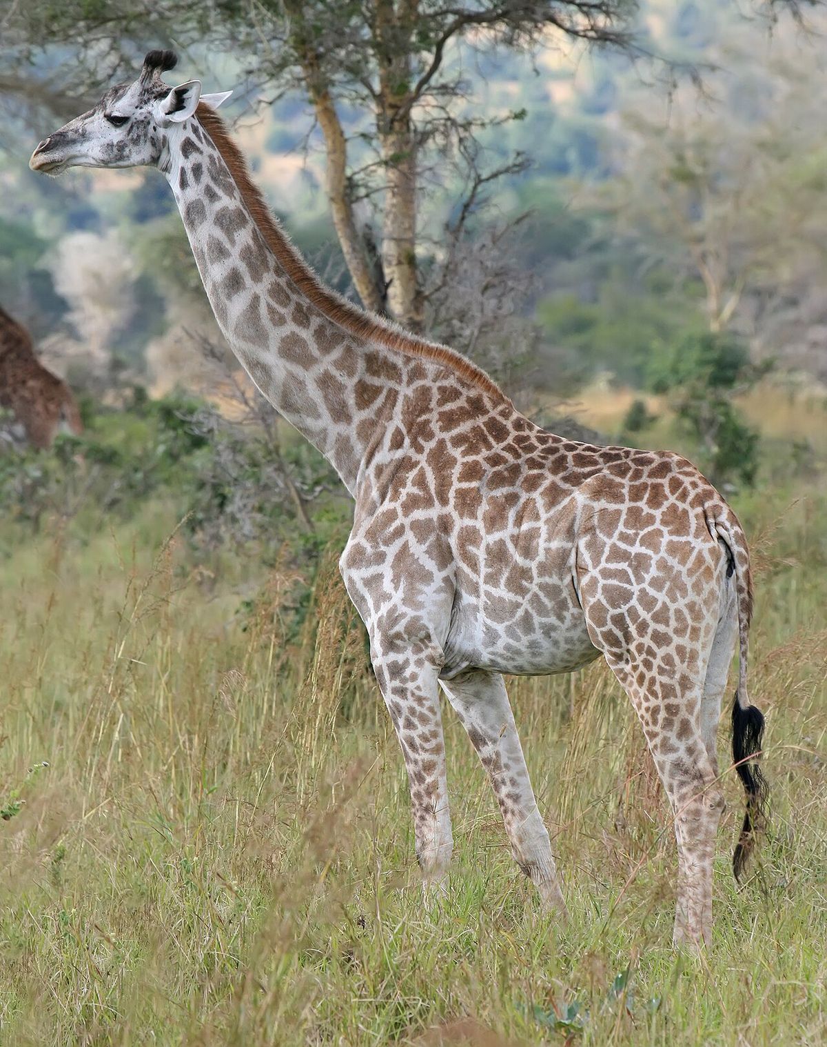 Giraffer