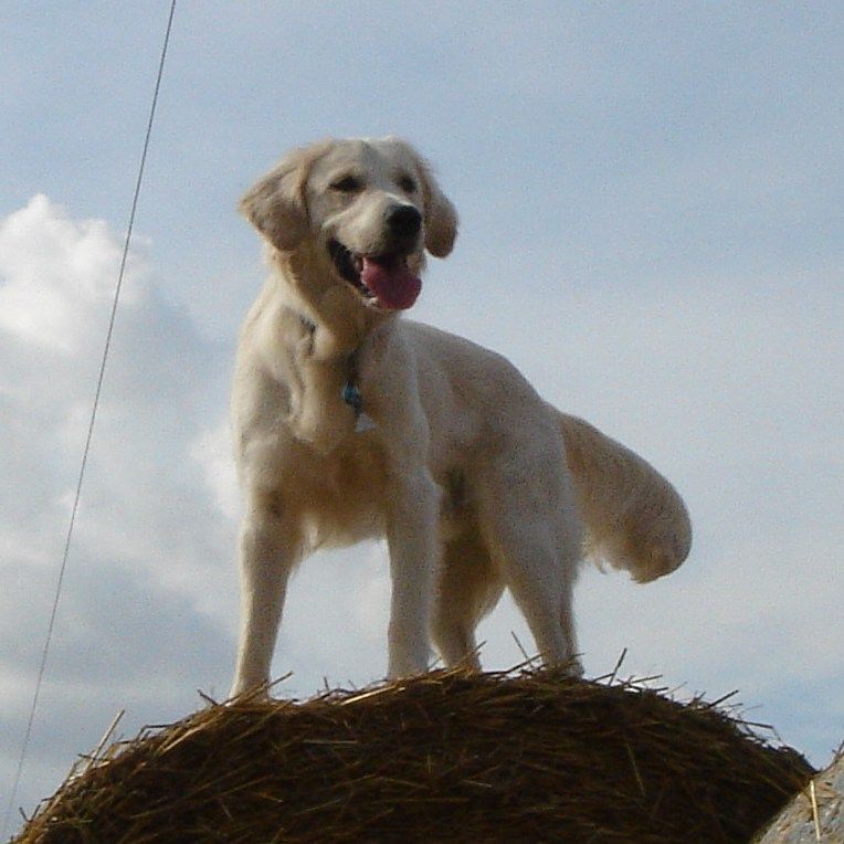 Golden retriever