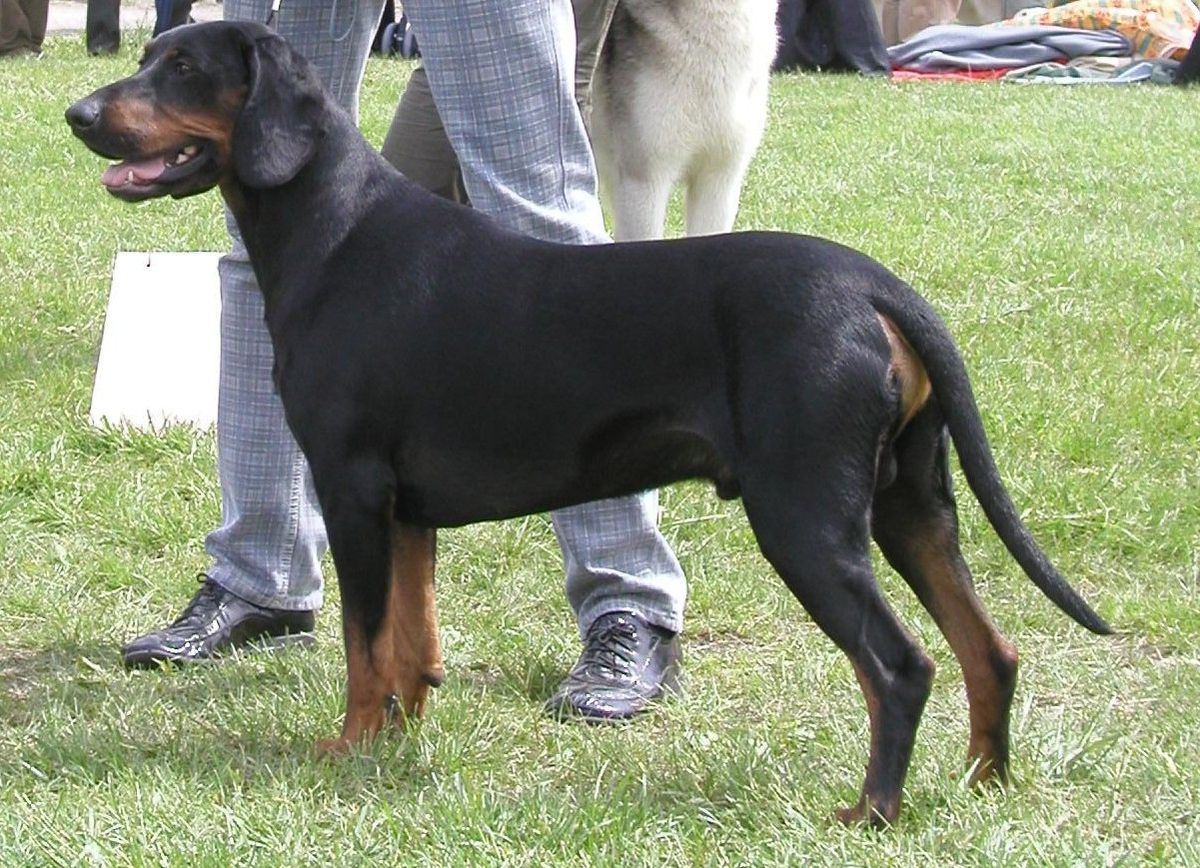Gonczy polski