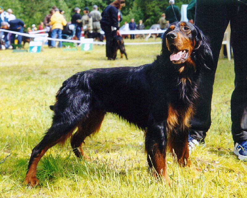 Gordonsetter