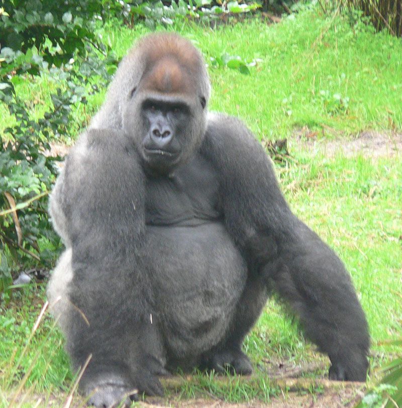 Gorillor