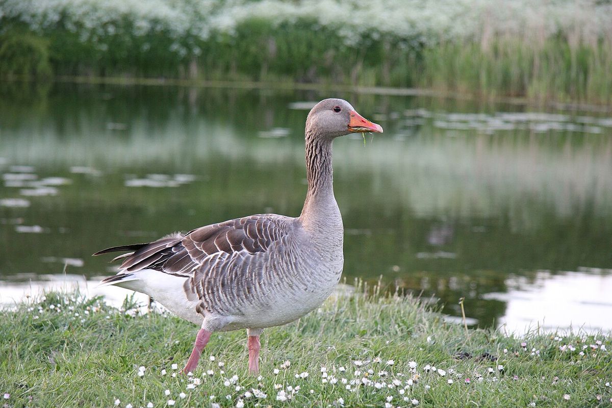 Grågås