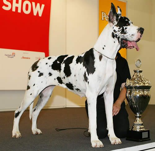 Grand danois
