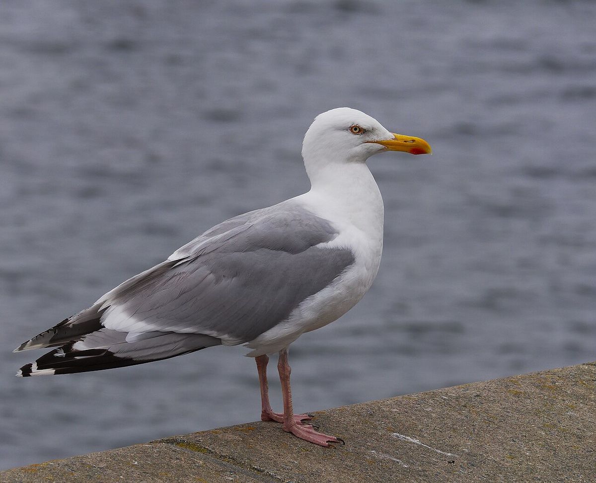 Gråtrut
