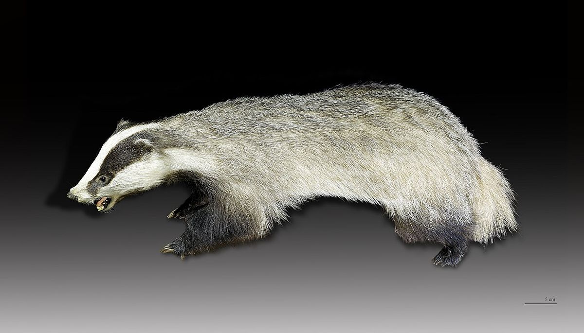 Grävlingar