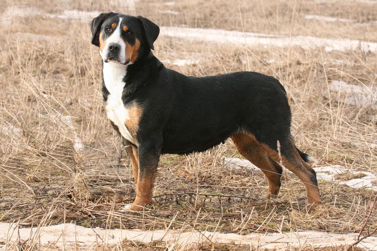 Grosser schweizer sennenhund