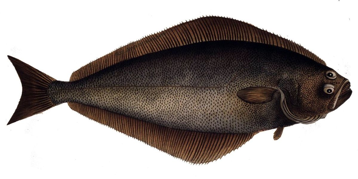 Hälleflundra