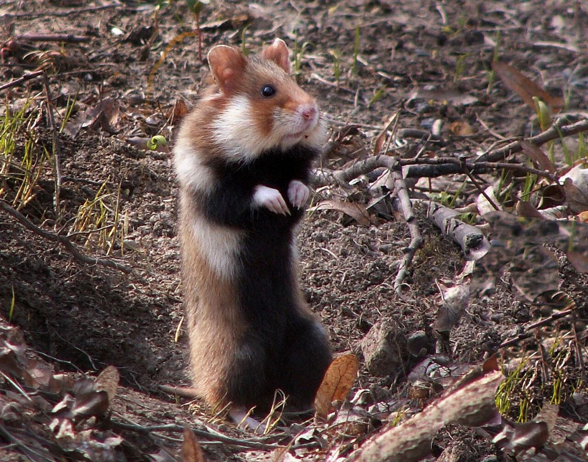 Hamstrar