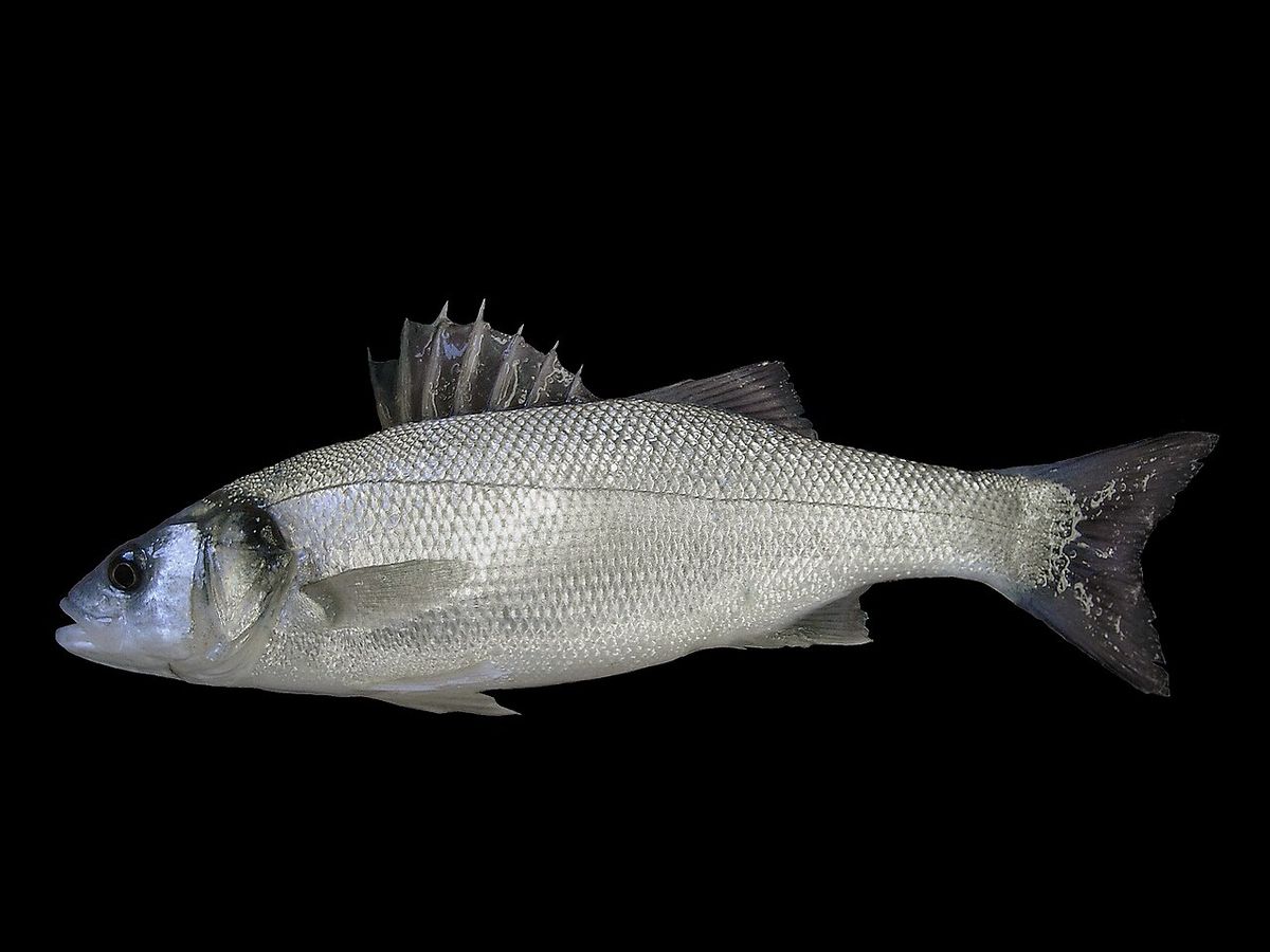 Havsabborre
