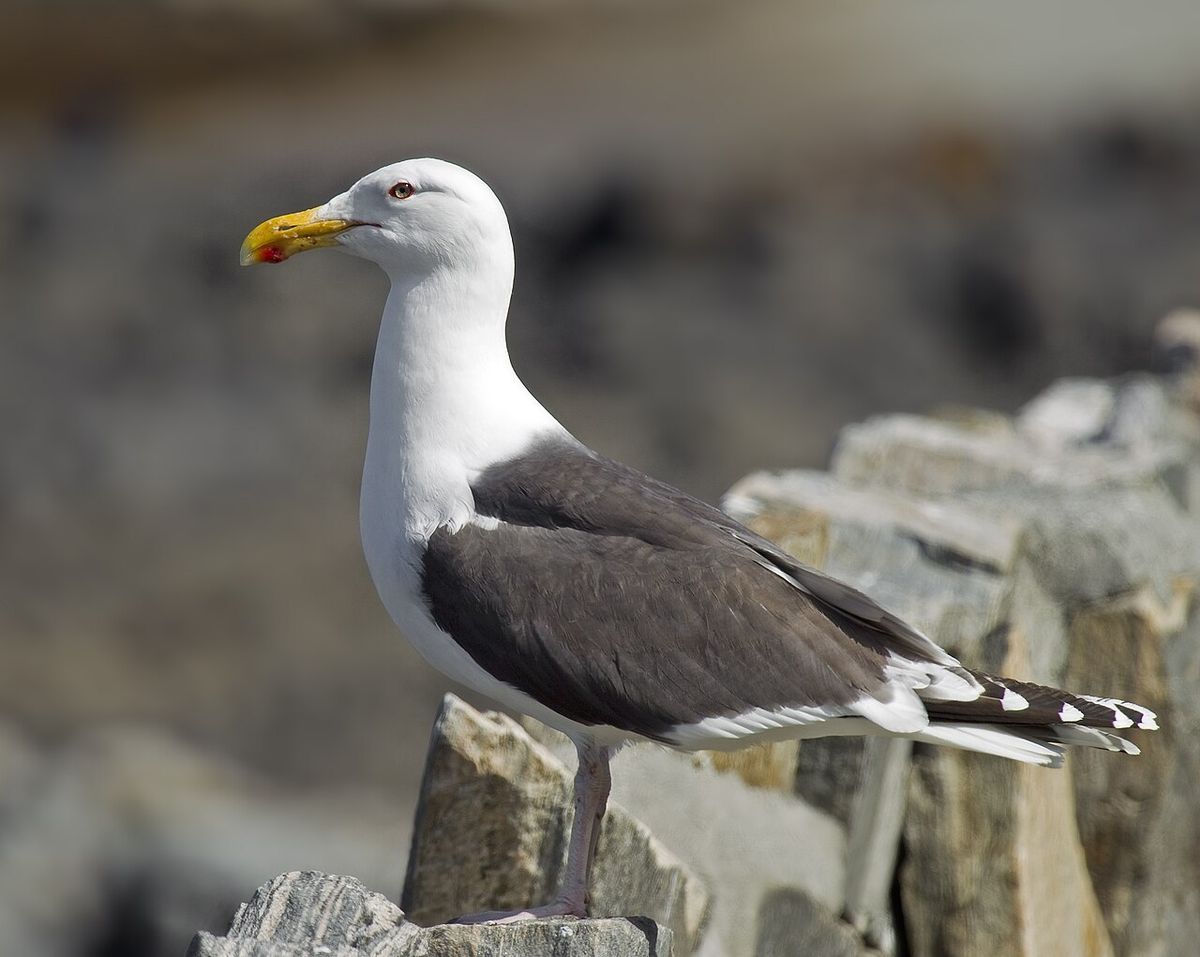 Havstrut