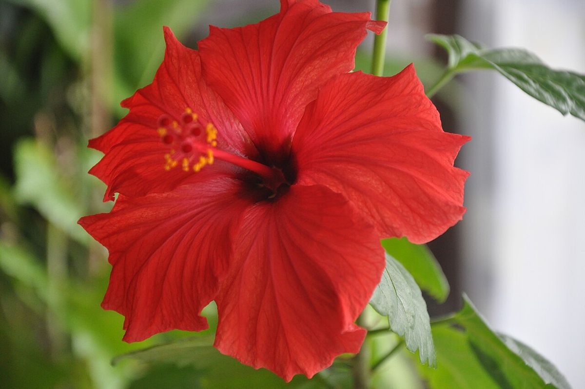 Hibiskus