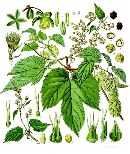 Humle