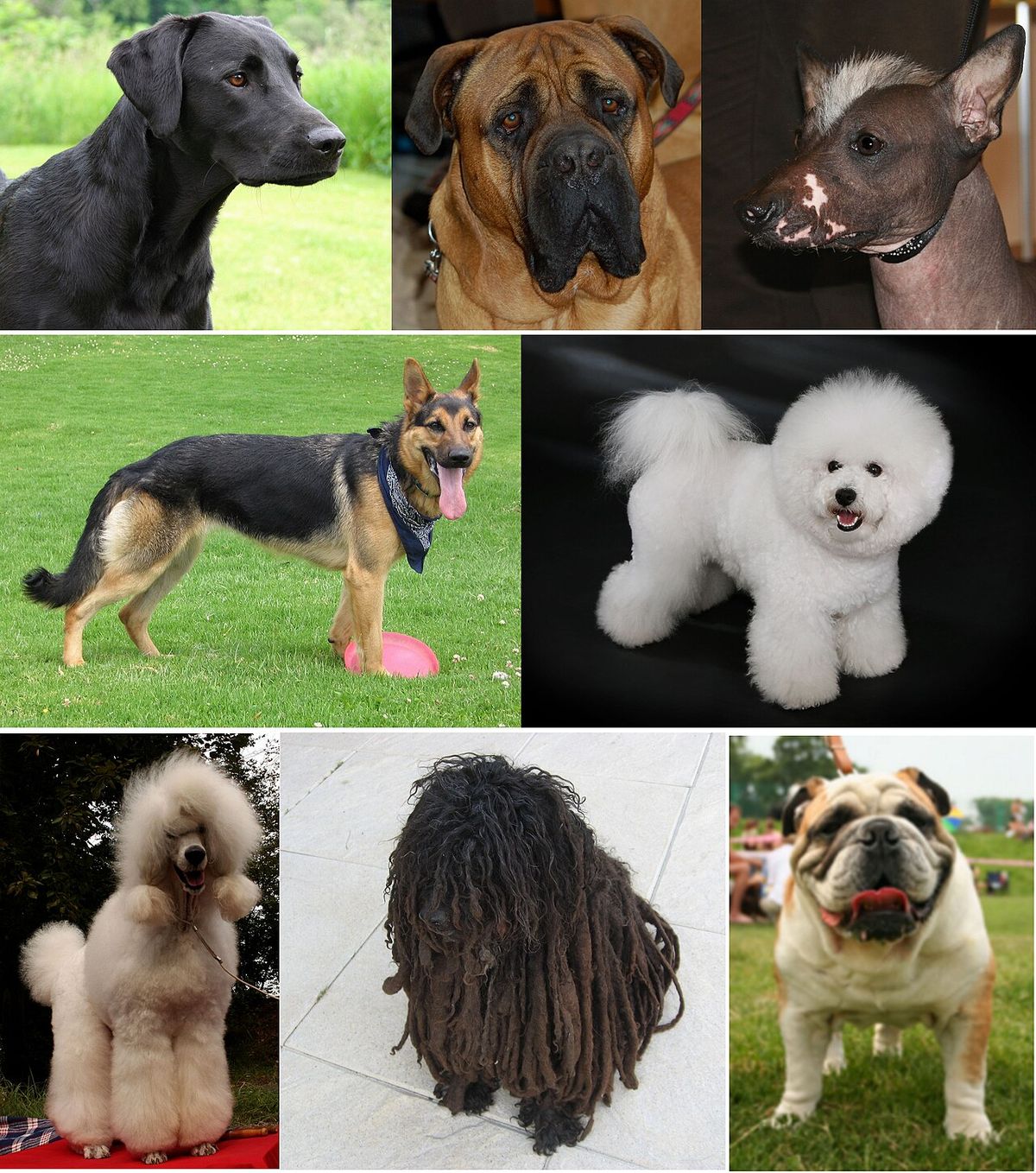 Hund