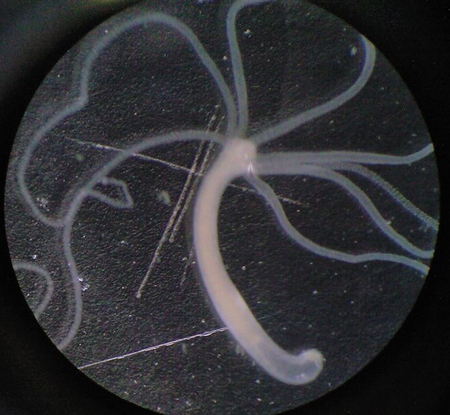Hydra (djur)