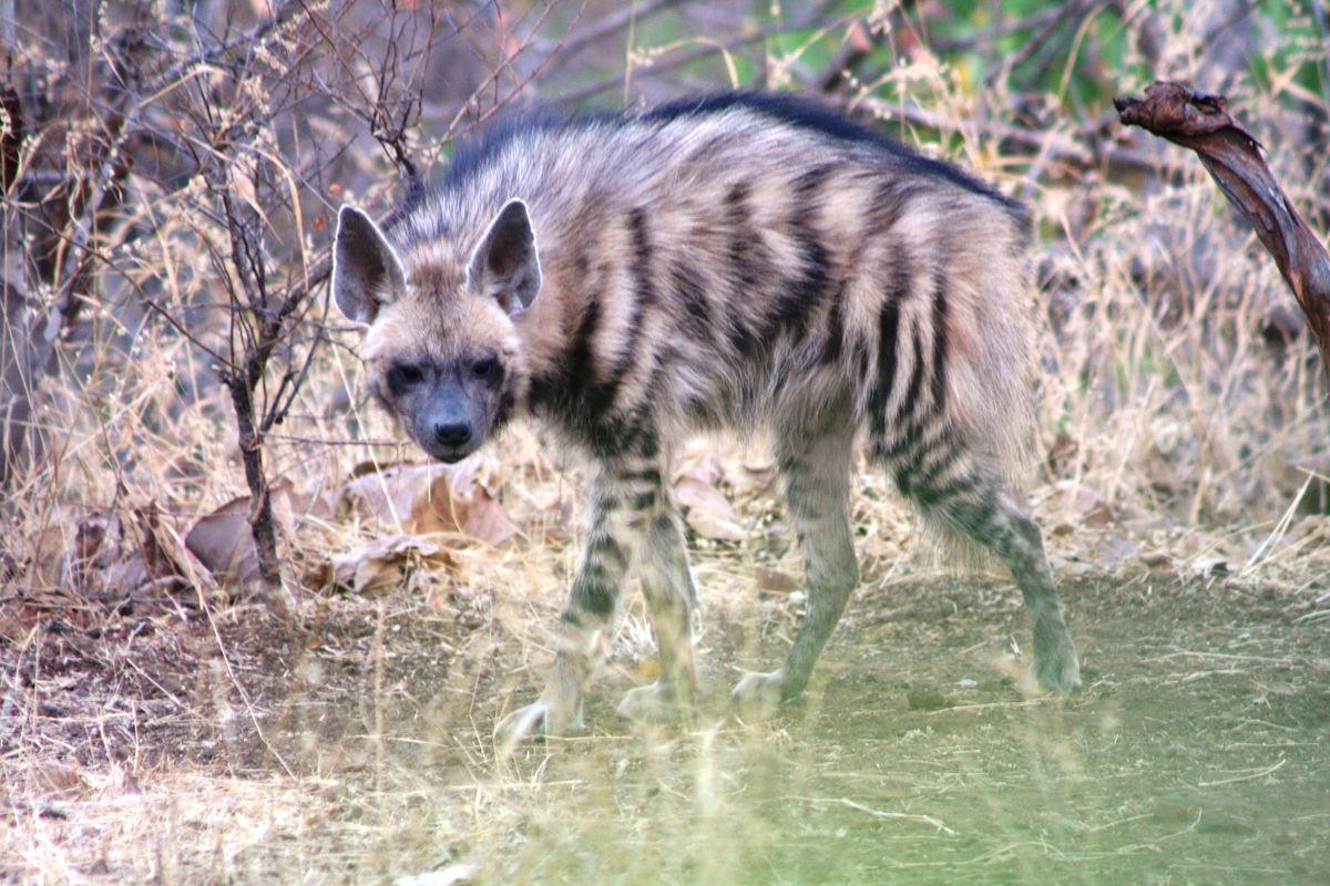 Hyenor