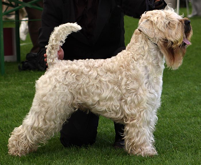 Irish softcoated wheaten terrier