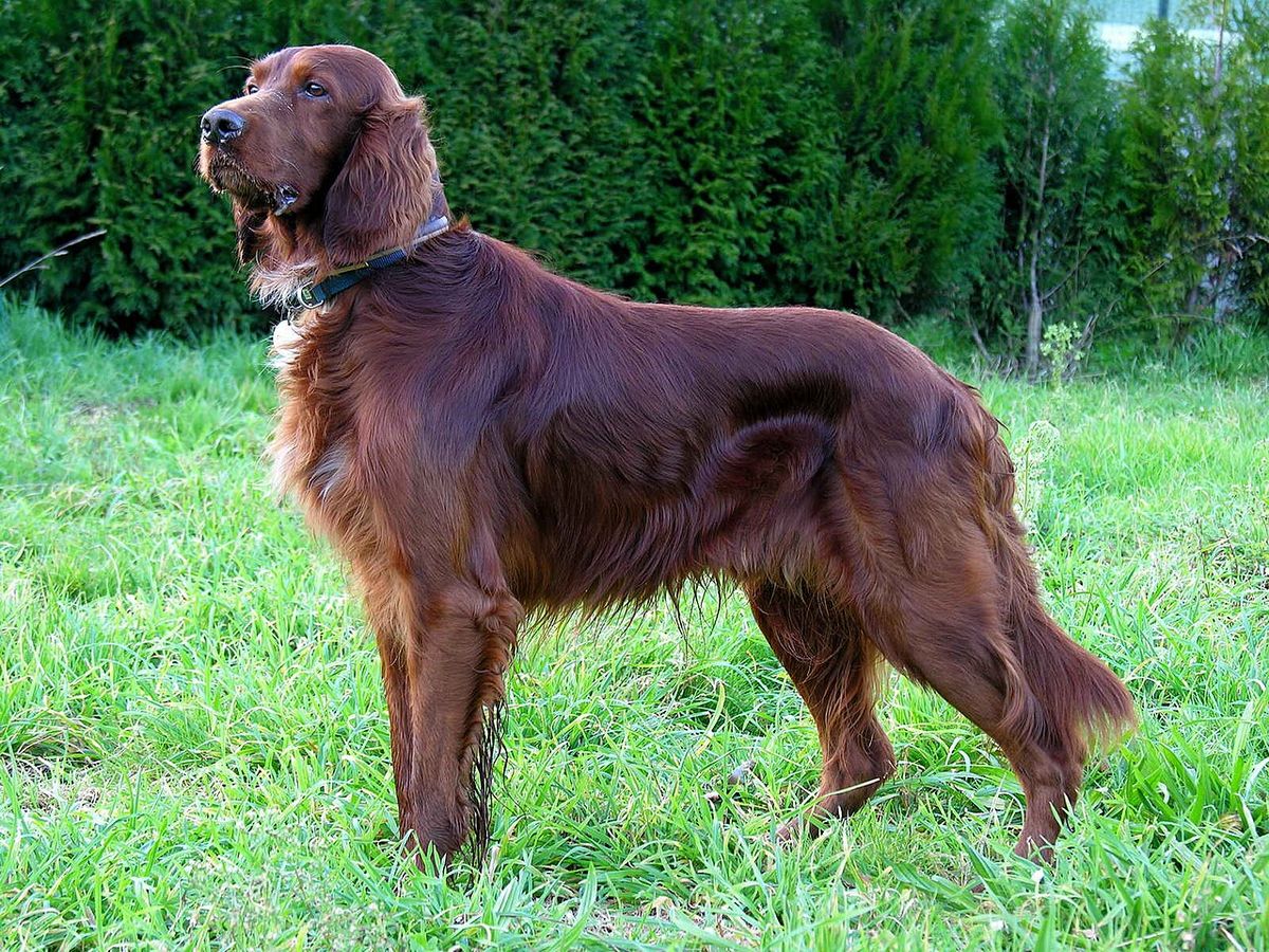 Irländsk röd setter