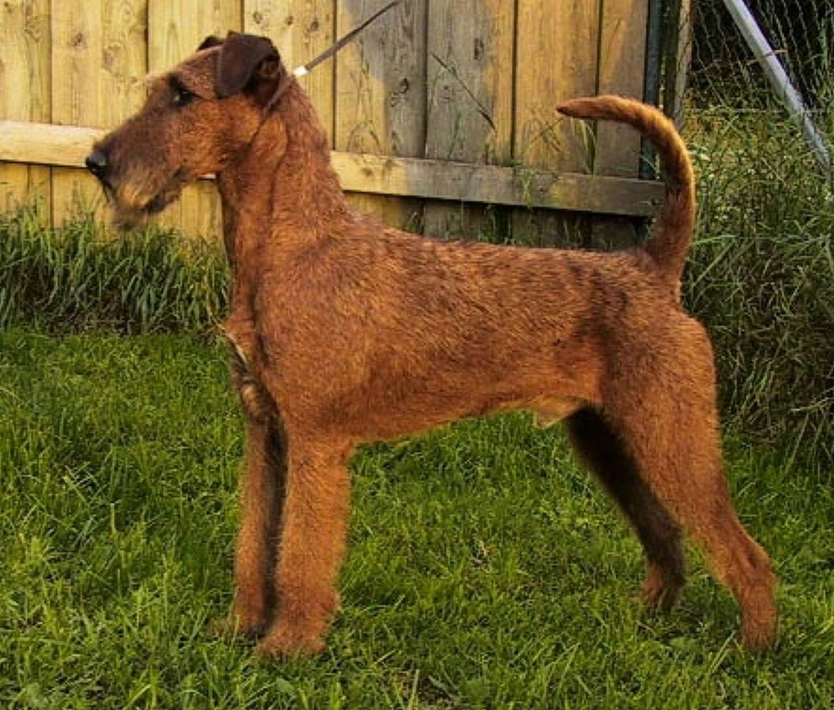 Irländsk terrier