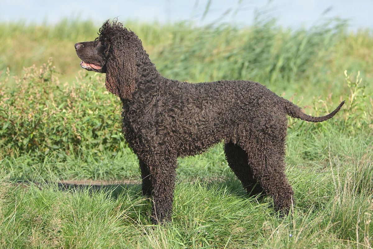 Irländsk vattenspaniel