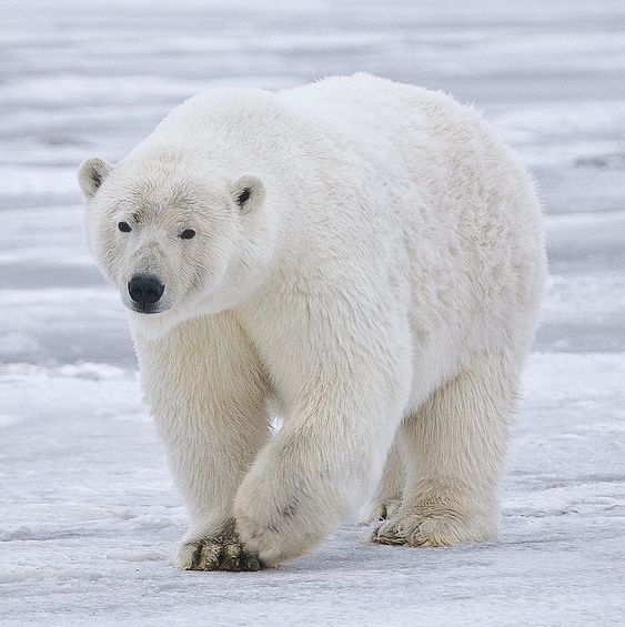 Isbjörn