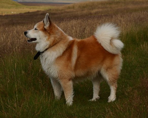 Isländsk fårhund