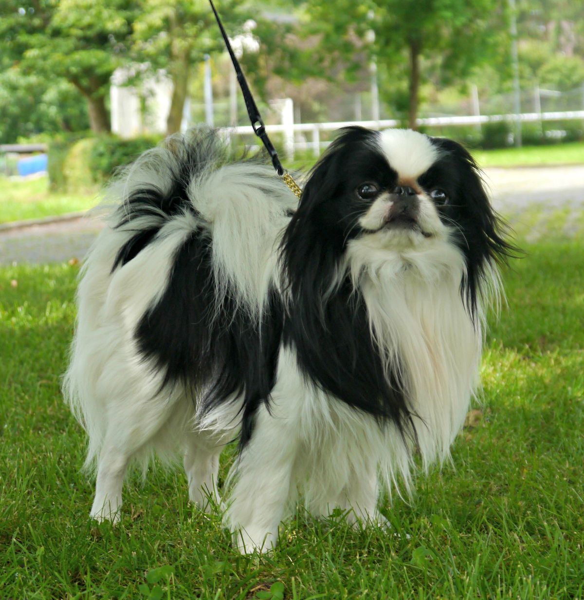 Japanese chin