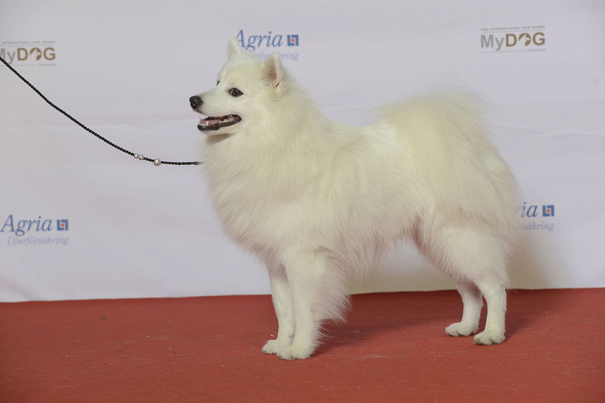 Japansk spets