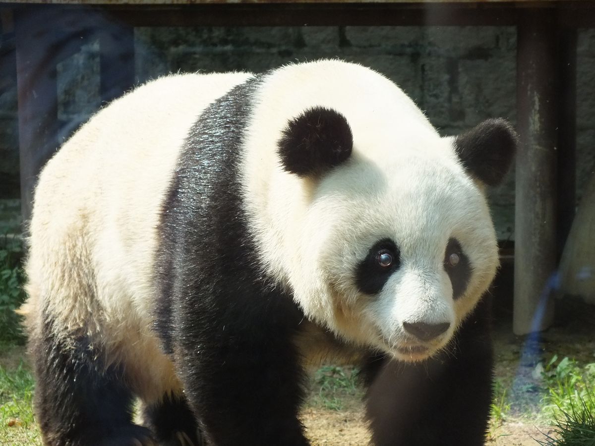 Jättepanda