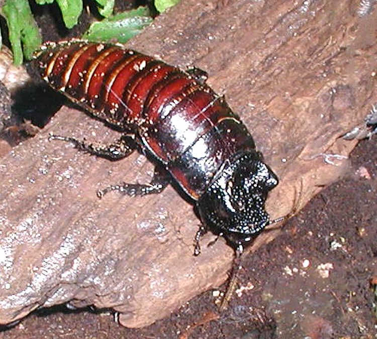 Kackerlackor