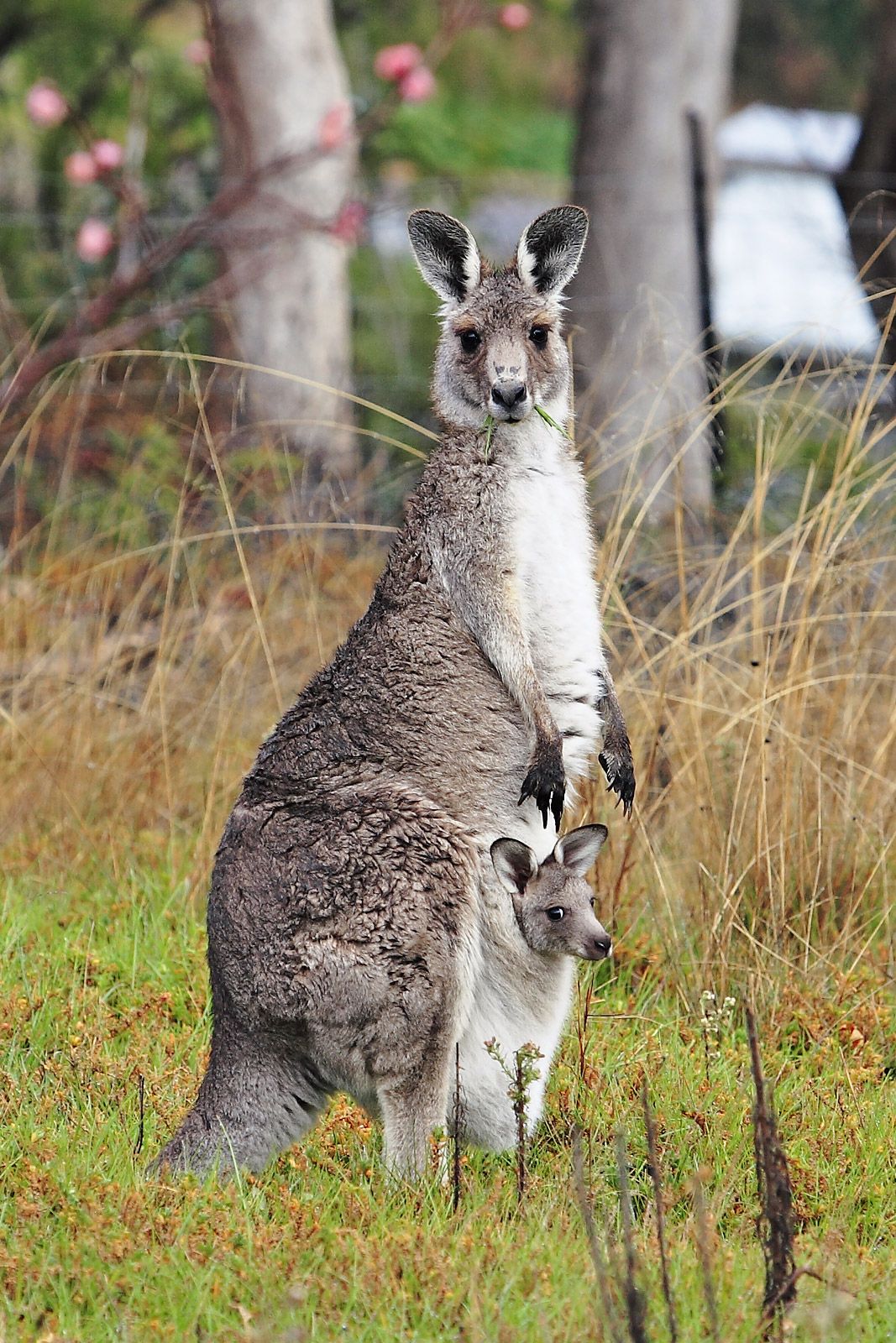 Känguru